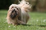 LHASSA APSO 277